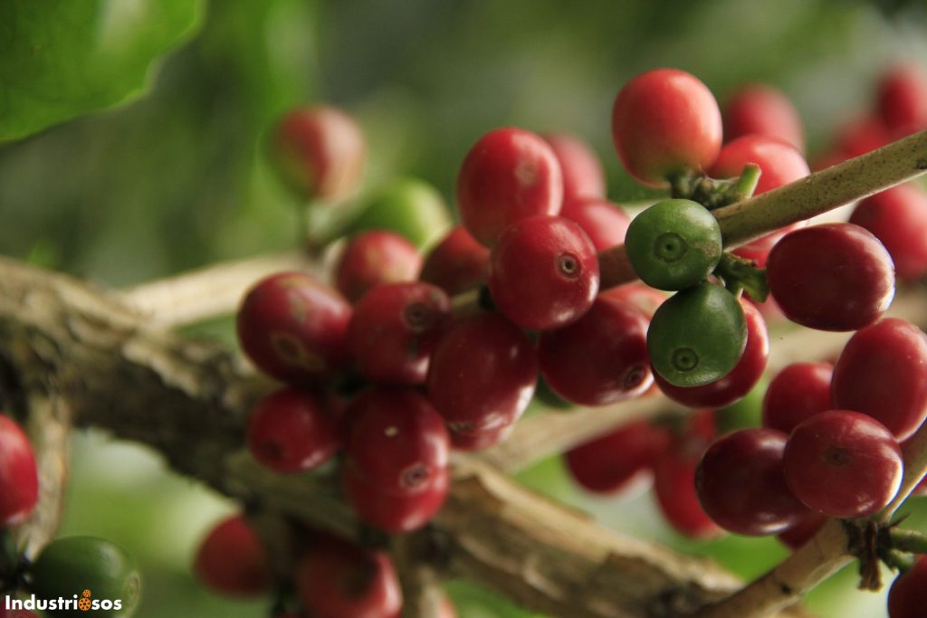 coffee-3911706_1920-e1559208570570